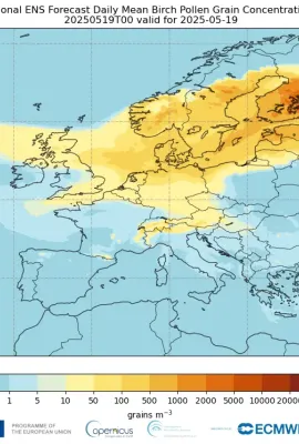 Daily mean of CAMS regional ensemble forecast of birch pollen grain concentrations initialized at 00