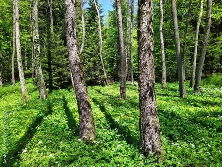 Forestry and Biodiversity