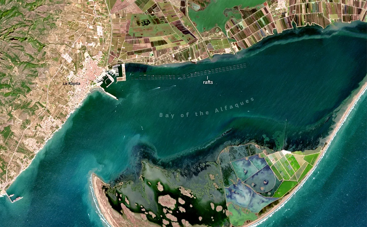 Aquaculture in the Ebro Delta, Spain