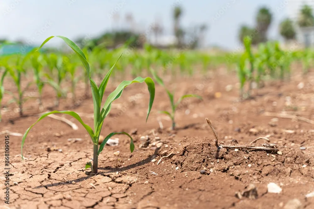 EU Space in agriculture and food security